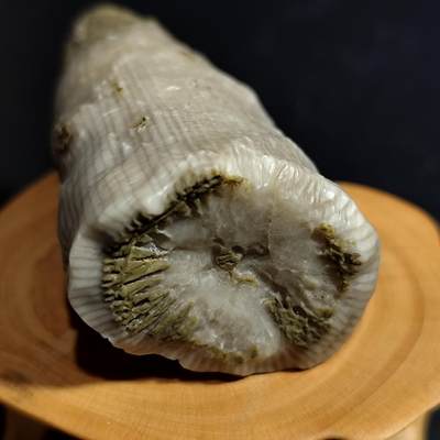 【首场科普放漏价】古生物化石/奇石/玉石原石专场！陆小鱼的钱币仓，限时拍卖第001场 - 🚀“火箭型”羊角单体珊瑚化石 玉化程度不错 4.5亿年前奥陶纪时期海洋古生物化石标本48.3 g