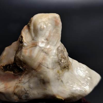 【首场科普放漏价】古生物化石/奇石/玉石原石专场！陆小鱼的钱币仓，限时拍卖第001场 - 五彩假山造型 珊瑚化石 形制独特 玉化程度非常好 4.5亿年前奥陶纪时期海洋古生物化石标本226g