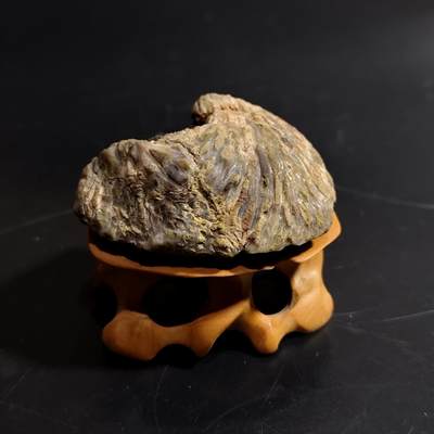 【首场科普放漏价】古生物化石/奇石/玉石原石专场！陆小鱼的钱币仓，限时拍卖第001场 - “莲蓬”型 凤尾珊瑚虫化石 精致小巧 生物纹路明显 4.5亿年前奥陶纪时期海洋古生物化石标本70.96g