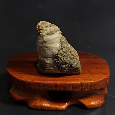 【首场科普放漏价】古生物化石/奇石/玉石原石专场！陆小鱼的钱币仓，限时拍卖第001场 - 满是海洋微小生物的羊角单体珊瑚化石 羊角玉化程度好 4.5亿年前奥陶纪时期海洋古生物化石标本40g