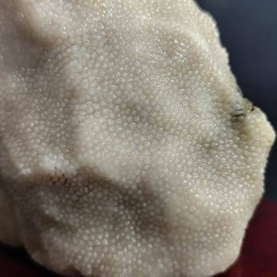 【首场科普放漏价】古生物化石/奇石/玉石原石专场！陆小鱼的钱币仓，限时拍卖第001场 - “满天飞雪”干净漂亮的雪花纹珊瑚化石 玉化程度非常好 4.5亿年前奥陶纪时期海洋古生物化石标本682g
