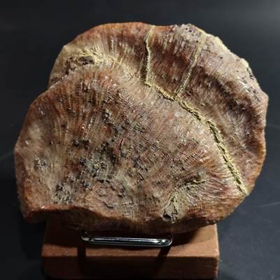 【首场科普放漏价】古生物化石/奇石/玉石原石专场！陆小鱼的钱币仓，限时拍卖第001场 - 好身材纤细珊瑚虫化石 不同角度下幻彩色泽 品相非常好 玉化程度也高 4.5亿年前奥陶纪时期海洋古生物化石标本215g