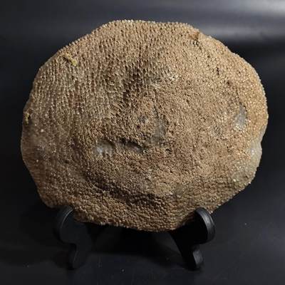 【首场科普放漏价】古生物化石/奇石/玉石原石专场！陆小鱼的钱币仓，限时拍卖第001场 - 非常难得大型完整圆形摆件 蜂巢珊瑚化石 表面原味皮壳 里面玉化程度也很好4.5亿年前奥陶纪时期海洋古生物化石标本1121 g