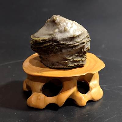 【首场科普放漏价】古生物化石/奇石/玉石原石专场！陆小鱼的钱币仓，限时拍卖第001场 - 造型独特的卷纹羊角单体珊瑚化石 玉化程度好 形制少见 4.5亿年前奥陶纪时期海洋古生物化石标本61.94g