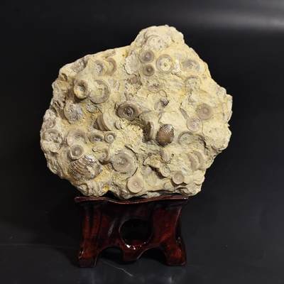 【首场科普放漏价】古生物化石/奇石/玉石原石专场！陆小鱼的钱币仓，限时拍卖第001场 - 【金钱石摆件】海百合，贝壳等海洋生物化石群板 海百合颈由于长得像钱币所以俗称“金钱石或铜钱石” 生物密度非常好 品种丰富 非常不错的标本 4亿年前泥盆纪时期海洋古生物化石标本368g