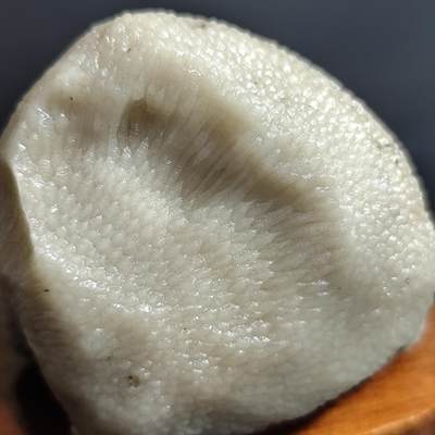 【首场科普放漏价】古生物化石/奇石/玉石原石专场！陆小鱼的钱币仓，限时拍卖第001场 - 玉化超一流 乳白色蜂巢珊瑚化石 精品小摆件 细节完美 4.5亿年前奥陶纪时期海洋古生物化石标本257g