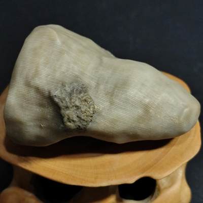 【首场科普放漏价】古生物化石/奇石/玉石原石专场！陆小鱼的钱币仓，限时拍卖第001场 - 纯色太阳花单体珊瑚化石 纹路犹如太阳光芒放射 通体干净 太阳花单体化石被欧洲某大牌珠宝作为镶嵌宝石原石 4.5亿年前奥陶纪时期海洋古生物化石标本57.9g