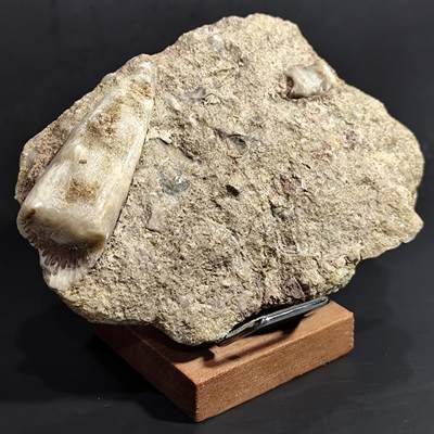 【首场科普放漏价】古生物化石/奇石/玉石原石专场！陆小鱼的钱币仓，限时拍卖第001场 - 🚀“火箭型”羊角单体生物群板 里面生物化石丰富 造型独特 4.5亿年前奥陶纪时期海洋古生物化石标本558g