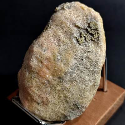 古生物化石/奇石/玉石原石【化石放漏】专场！陆小鱼的钱币仓，限时拍卖第002场 - 颗粒感非常好的 五彩蜂巢珊瑚化石 玉化程度非常好 4.5亿年前奥陶纪时期海洋古生物化石标本 136g