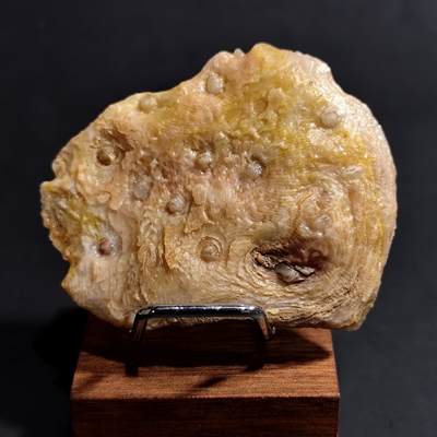 古生物化石/奇石/玉石原石【化石放漏】专场！陆小鱼的钱币仓，限时拍卖第002场 - 少见彩色窝卷珊瑚化石 玉化程度好 造型独特 4.5亿年前奥陶纪时期海洋古生物化石标本 57g