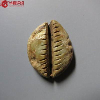 骨贝 - 骨贝