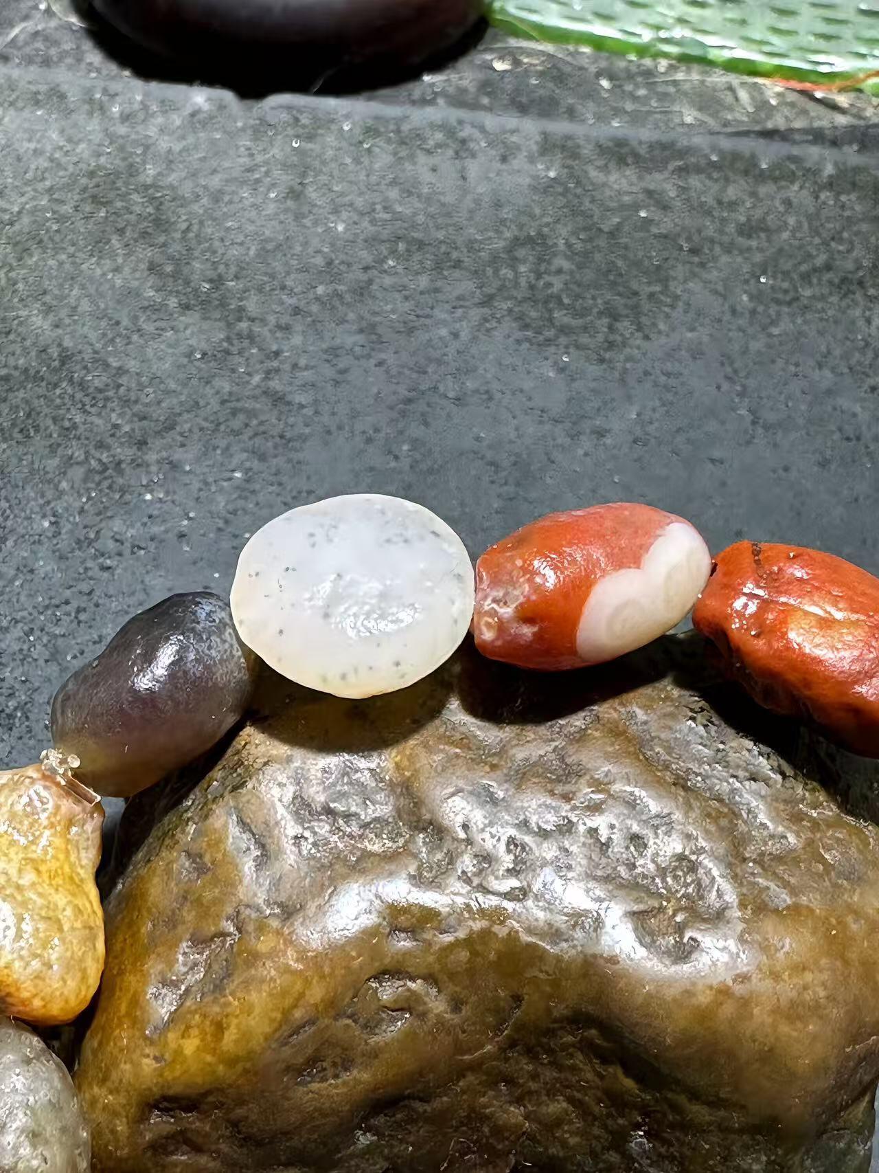 精美阿拉善彩珠玛瑙原石手串一条，