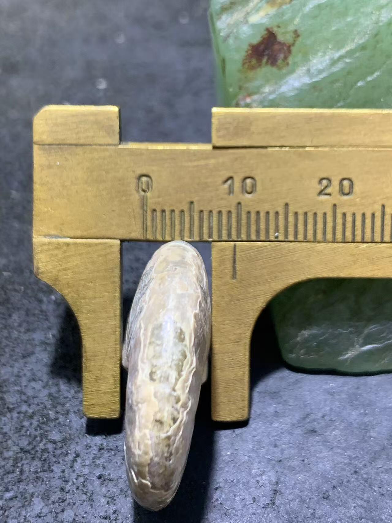 精美天然斑彩螺原石化石菊石发财螺古生物化石原石一颗
