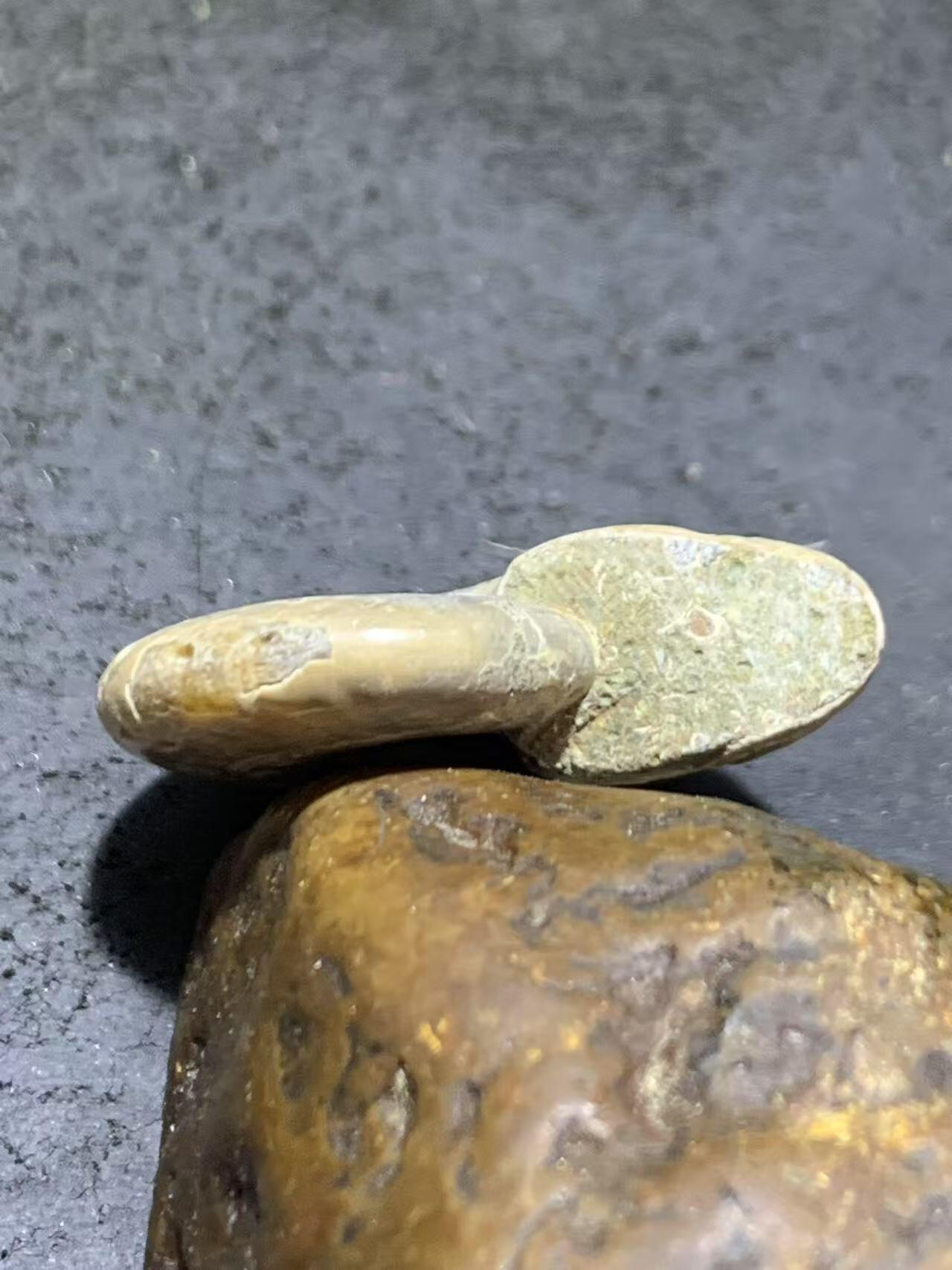 精美天然斑彩螺原石化石菊石发财螺古生物化石原石一颗
