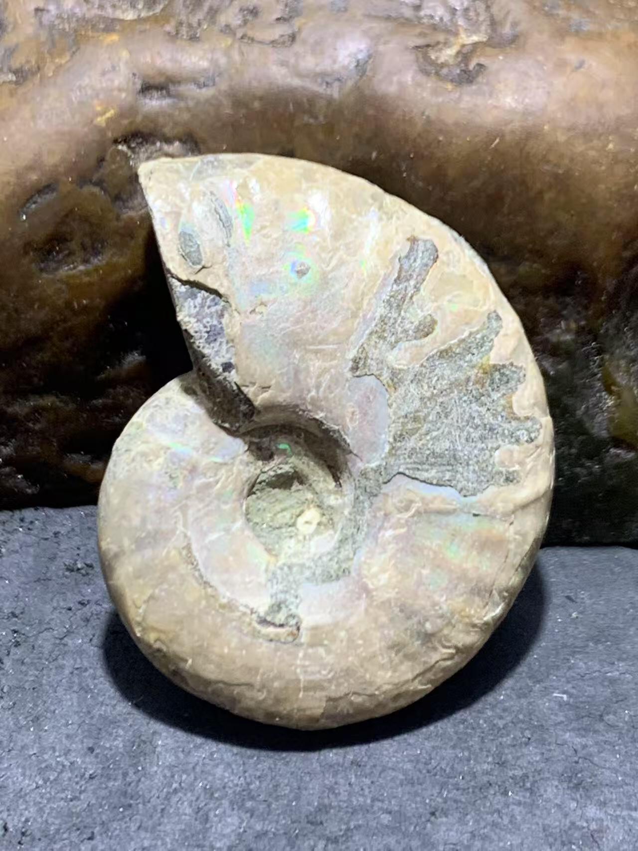 精美天然斑彩螺原石化石菊石发财螺古生物化石原石一颗
