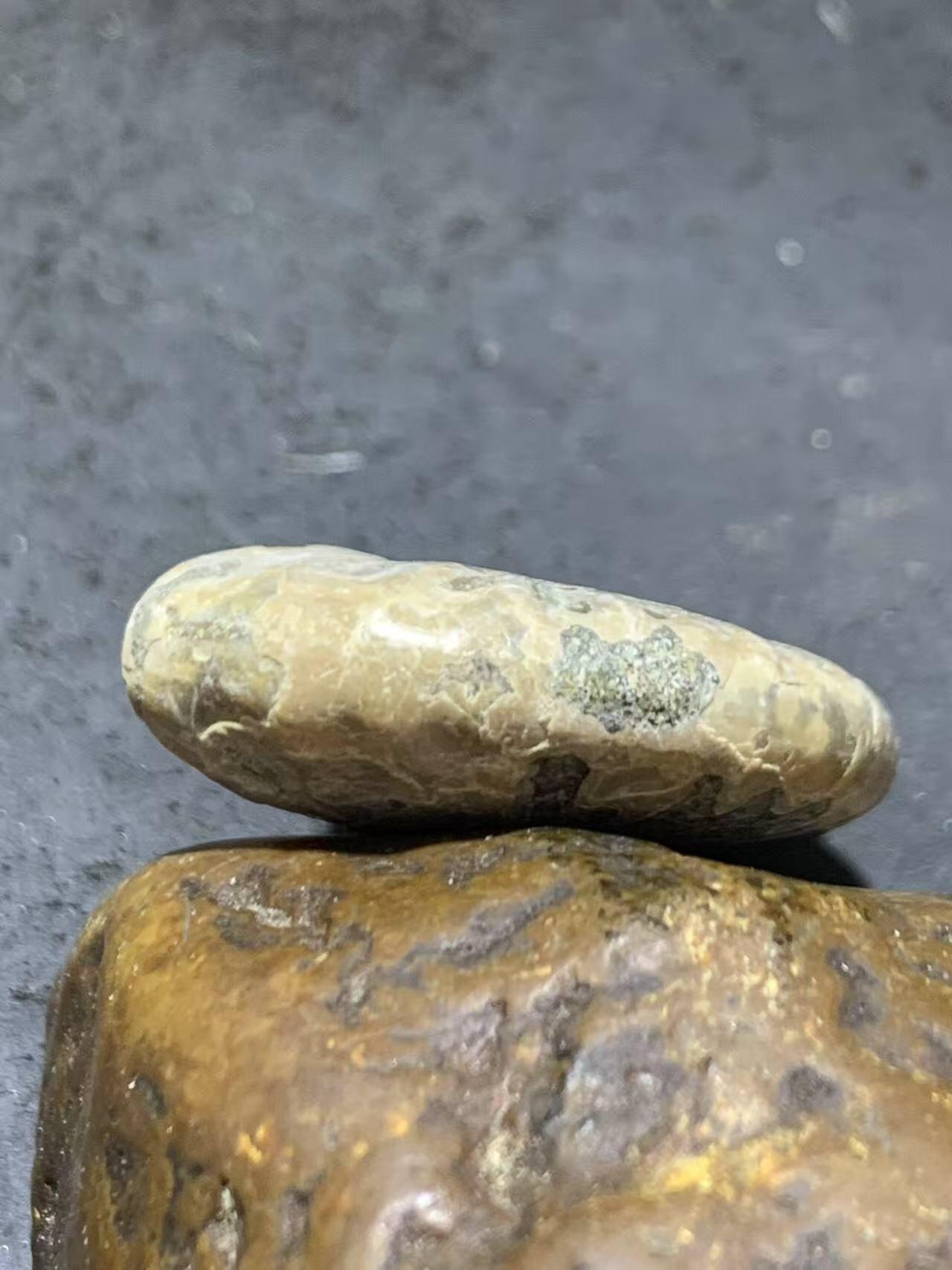 精美天然斑彩螺原石化石菊石发财螺古生物化石原石一颗