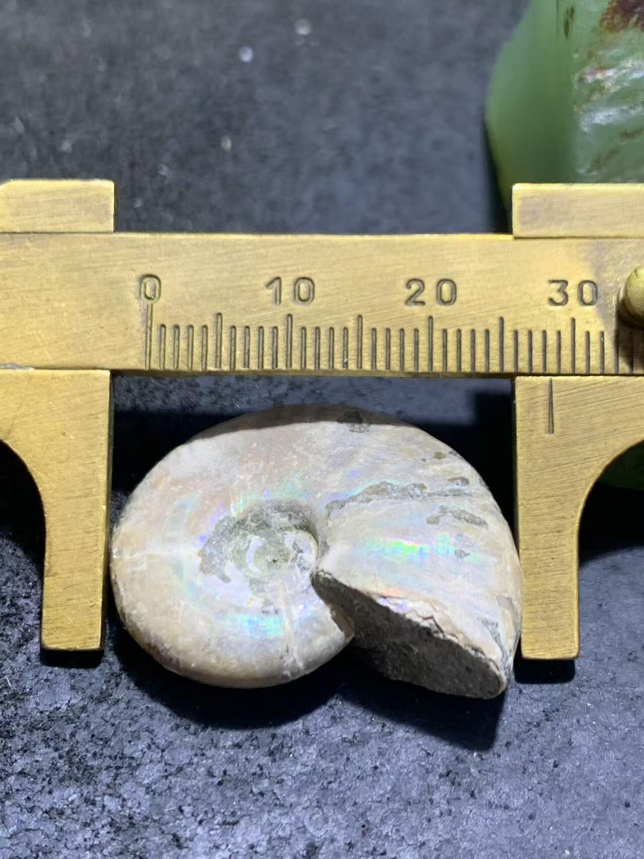 精美天然斑彩螺原石化石菊石发财螺古生物化石原石一颗