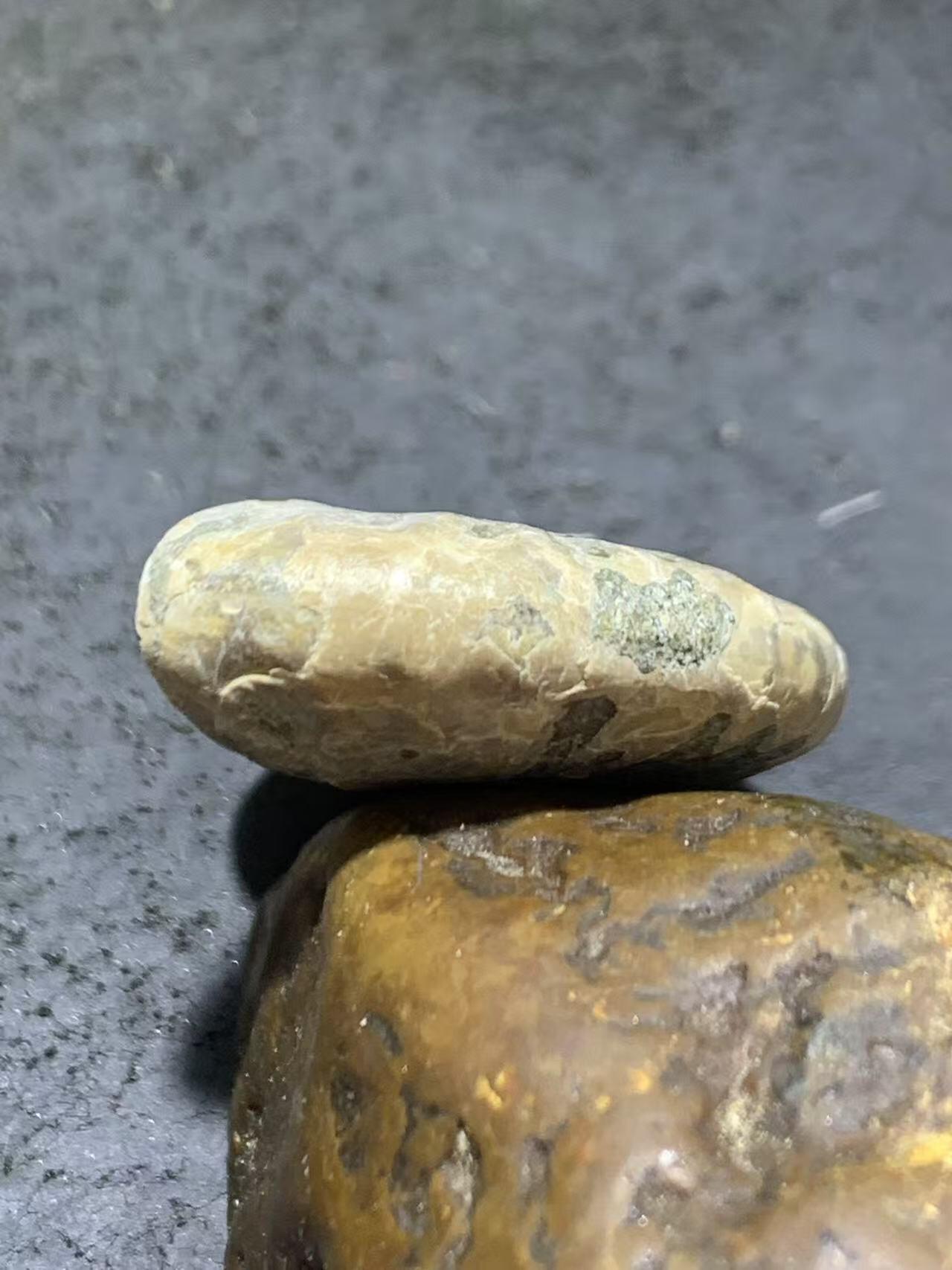 精美天然斑彩螺原石化石菊石发财螺古生物化石原石一颗