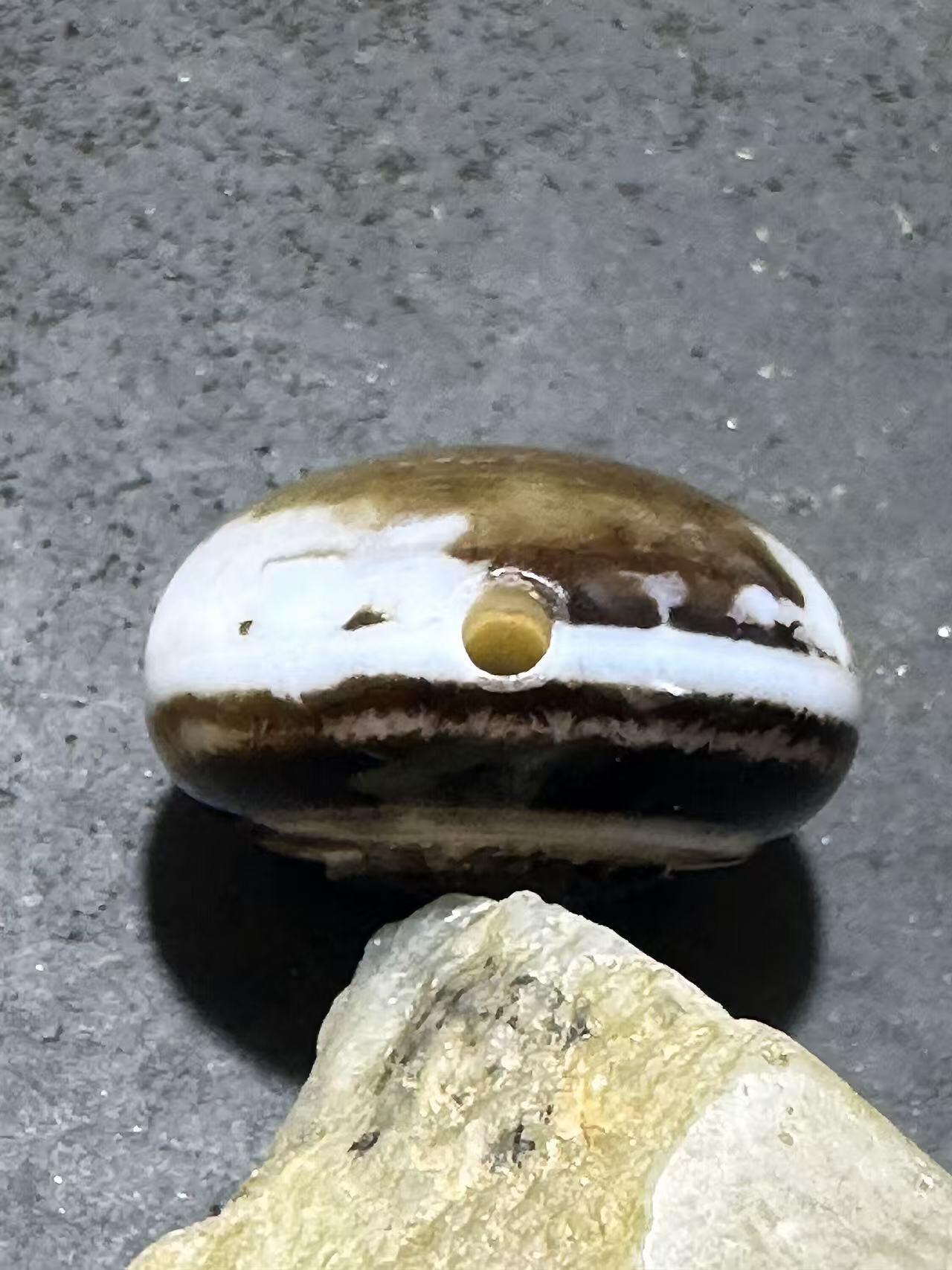 精品药师玛瑙手工雕刻蜘蛛板珠（背云）一颗