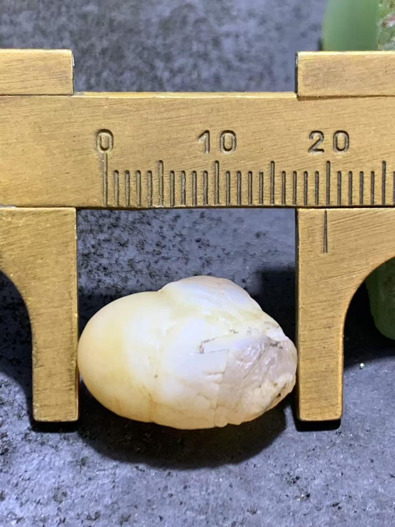 精美高玉化双天眼阿拉善眼石玛瑙原石一颗，