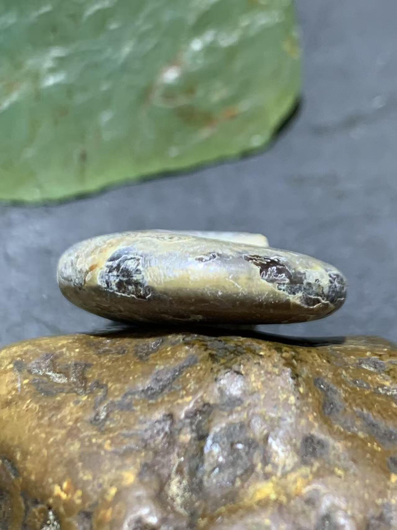 精美天然斑彩螺原石化石菊石发财螺古生物化石原石一颗