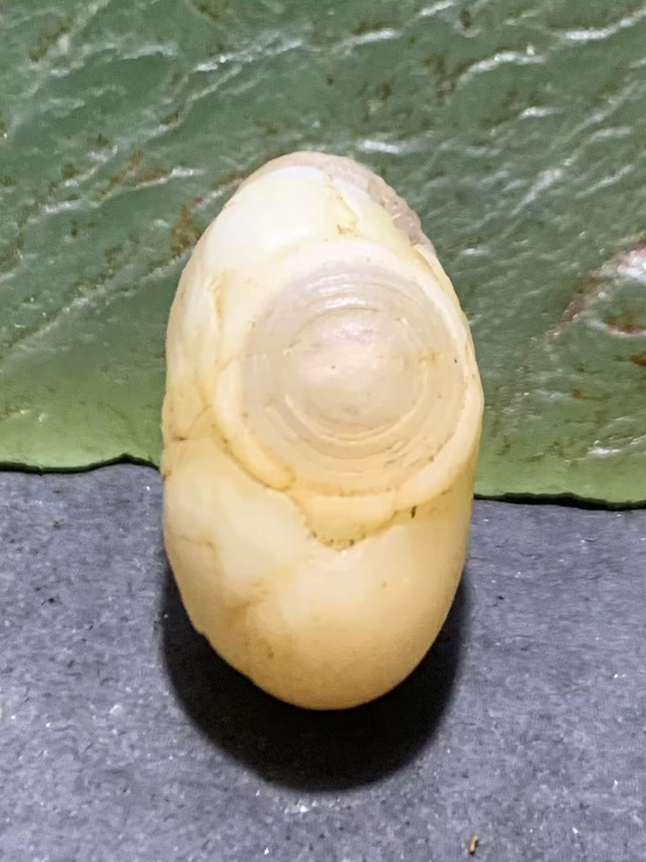 精美高玉化双天眼阿拉善眼石玛瑙原石一颗，