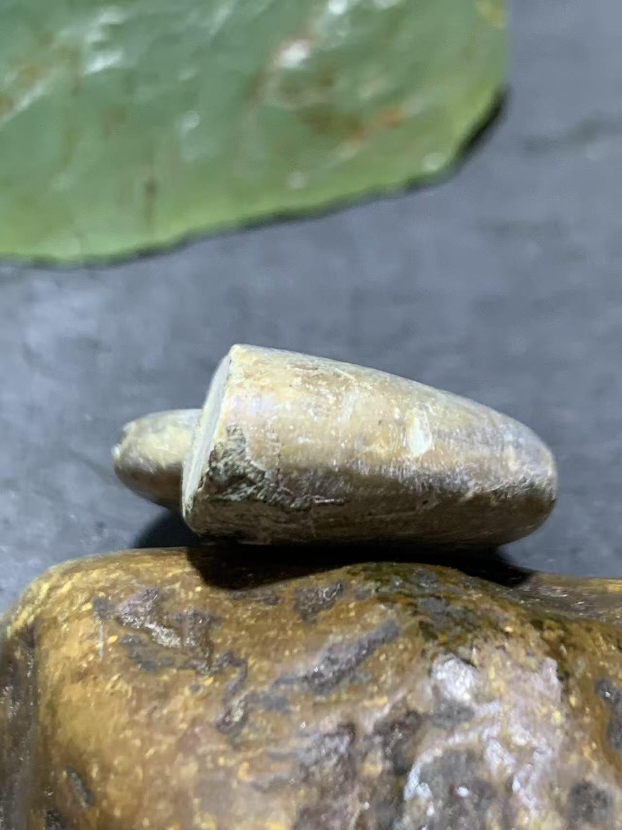 精美天然斑彩螺原石化石菊石发财螺古生物化石原石一颗