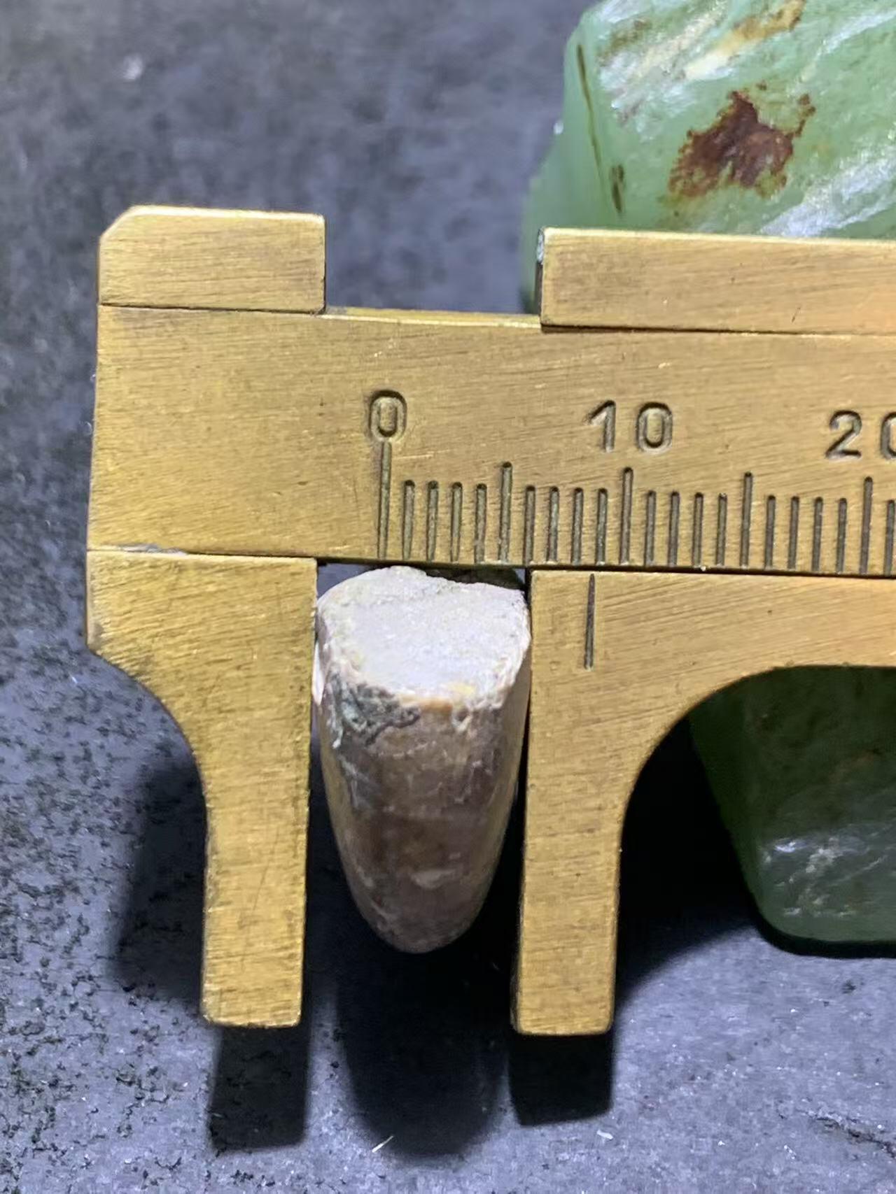 精美天然斑彩螺原石化石菊石发财螺古生物化石原石一颗
