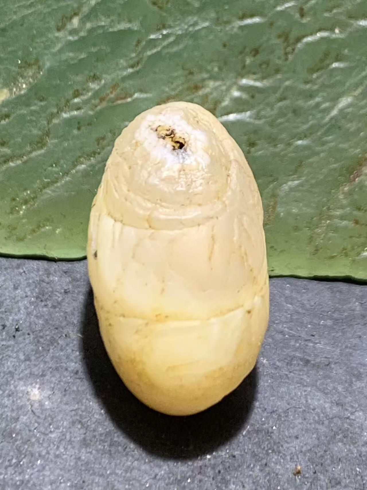 精美高玉化双天眼阿拉善眼石玛瑙原石一颗，