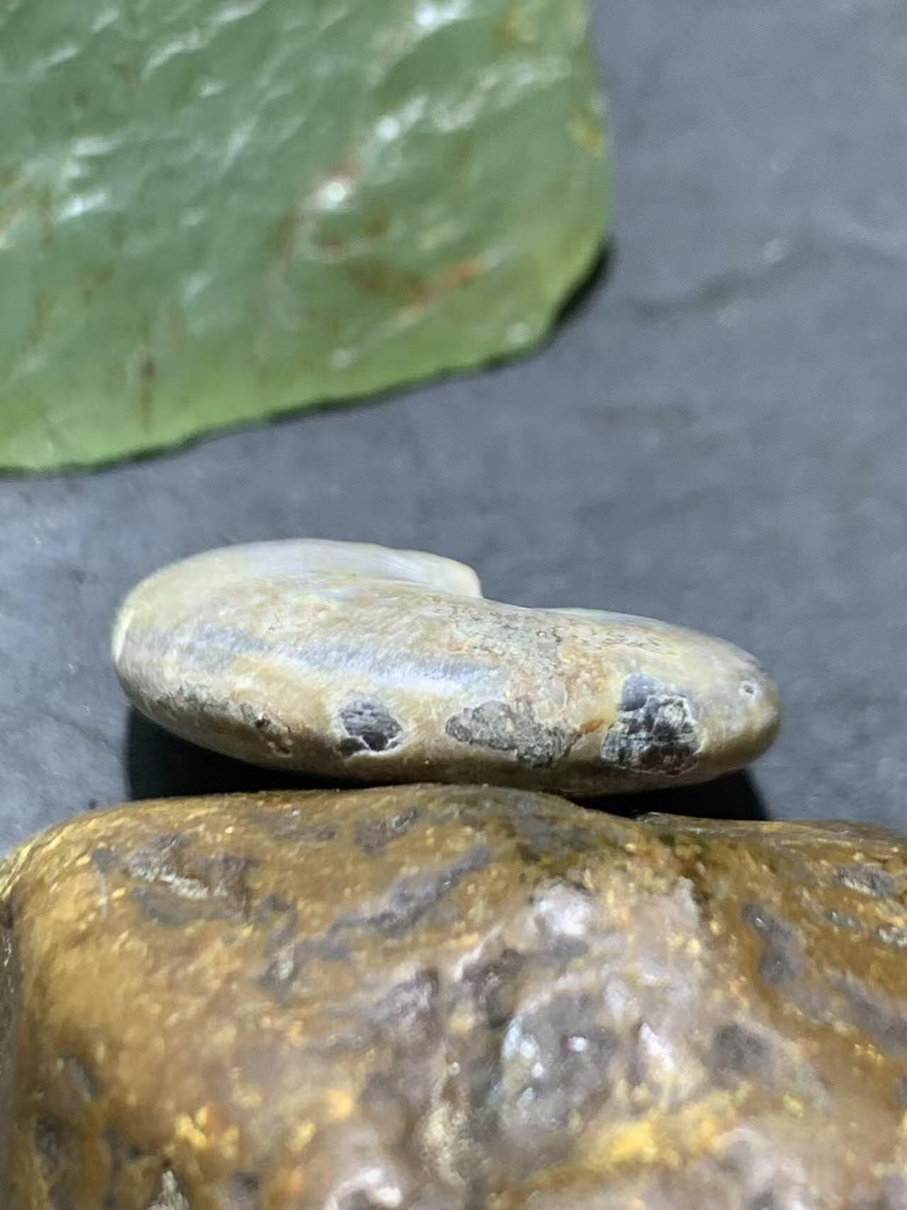 精美天然斑彩螺原石化石菊石发财螺古生物化石原石一颗
