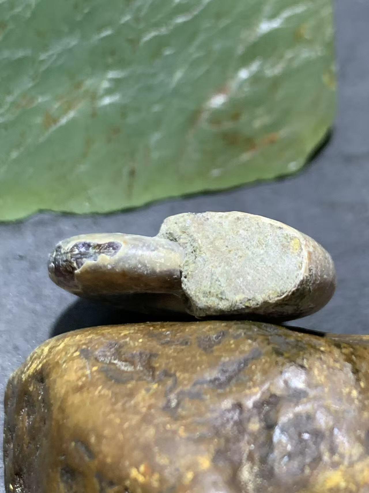 精美天然斑彩螺原石化石菊石发财螺古生物化石原石一颗