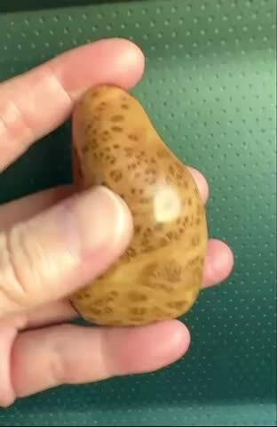 零元拍：这是我自己盘玩过的崖柏瘤花随型手把件，十年前的存货了，油性极大。包浆很莹润，满花瘤