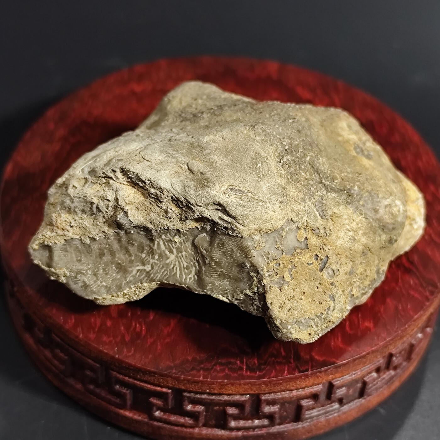 希腊罗马丝路打制币化石【中外钱币放漏】专场！陆小鱼的钱币仓，限时拍卖第071场 特殊品种 灰色珊瑚化石 里面基本已经玉化 纹路特殊 4亿年前泥盆纪时期海洋古生物化石标本156g