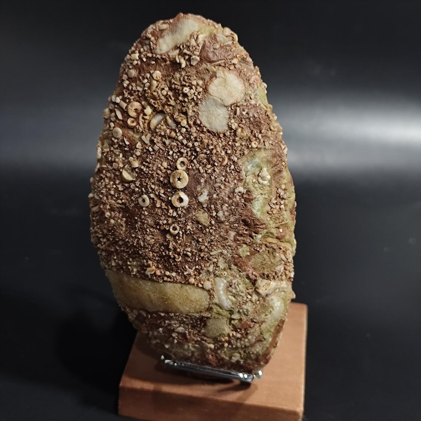 希腊罗马丝路打制币化石【中外钱币放漏】专场！陆小鱼的钱币仓，限时拍卖第071场 少见小精品 五星海百合/各种珊瑚等古生物大集合化石群板 品相一流 非常难得红底生物化石标本 4.5亿年前奥陶纪时期海洋古生物化石标本330g