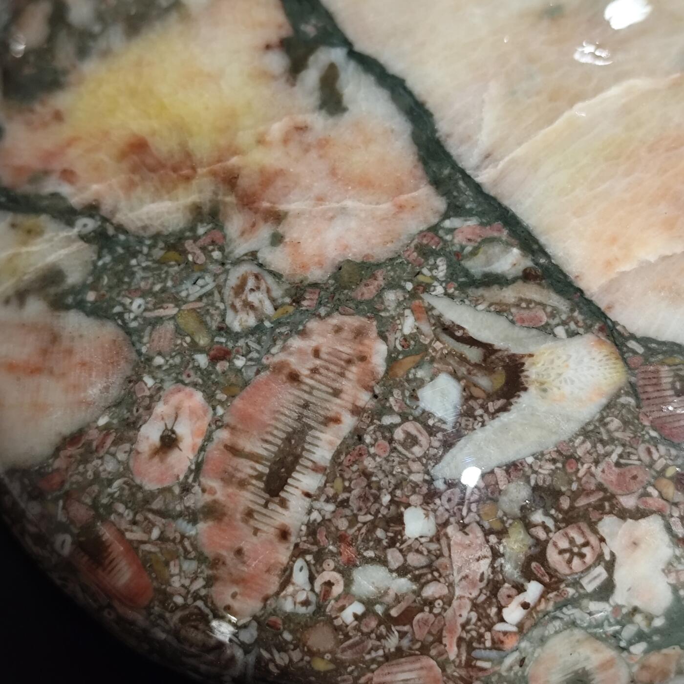 希腊罗马丝路打制币化石【中外钱币放漏】专场！陆小鱼的钱币仓，限时拍卖第071场 早期海洋生物集合化石大型摆件 原石经过精抛光的天然颜色大摆件 品种非常丰富 玉化非常好 细图有惊喜 4.5亿年前奥陶纪时期海洋古生物化石标本（带底座） 2540g