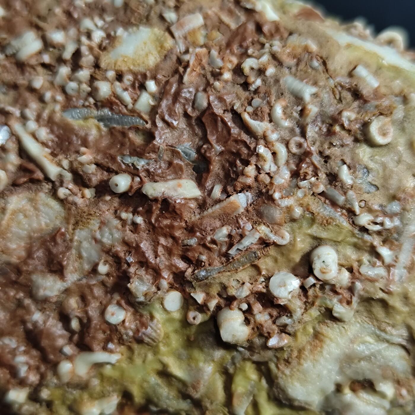 希腊罗马丝路打制币化石【中外钱币放漏】专场！陆小鱼的钱币仓，限时拍卖第071场 少见小精品 五星海百合/各种珊瑚等古生物大集合化石群板 品相一流 非常难得红底生物化石标本 4.5亿年前奥陶纪时期海洋古生物化石标本330g
