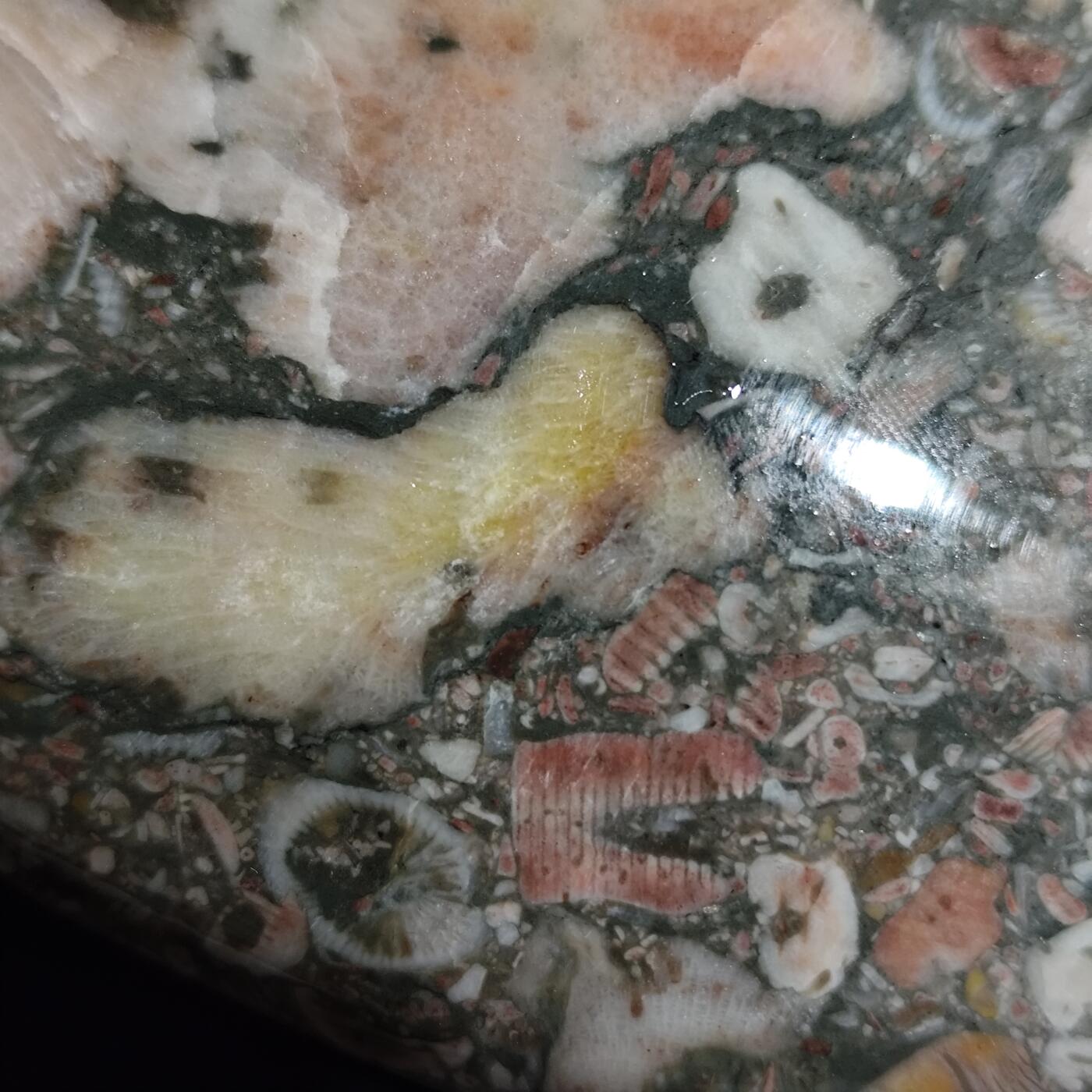 希腊罗马丝路打制币化石【中外钱币放漏】专场！陆小鱼的钱币仓，限时拍卖第071场 早期海洋生物集合化石大型摆件 原石经过精抛光的天然颜色大摆件 品种非常丰富 玉化非常好 细图有惊喜 4.5亿年前奥陶纪时期海洋古生物化石标本（带底座） 2540g