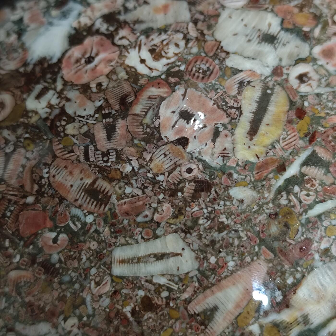 希腊罗马丝路打制币化石【中外钱币放漏】专场！陆小鱼的钱币仓，限时拍卖第071场 早期海洋生物集合化石大型摆件 原石经过精抛光的天然颜色大摆件 品种非常丰富 玉化非常好 细图有惊喜 4.5亿年前奥陶纪时期海洋古生物化石标本（带底座） 2540g