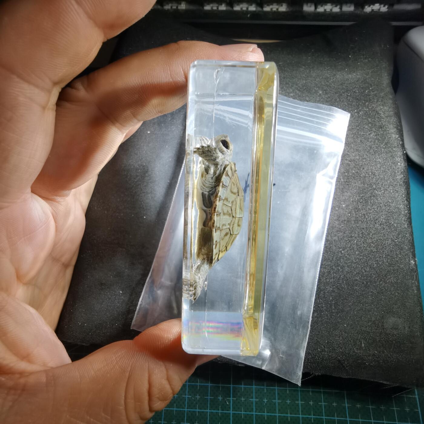 沼泽如烟--第794场