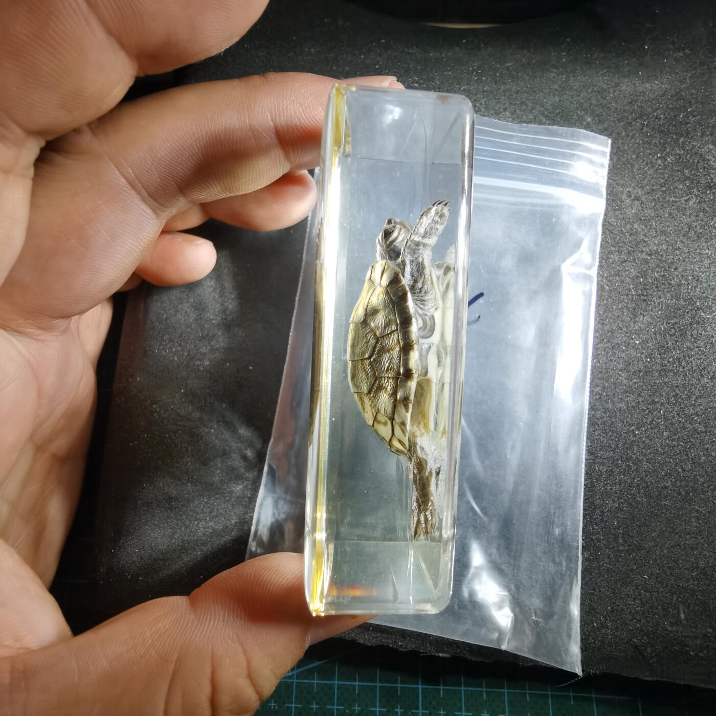 沼泽如烟--第794场