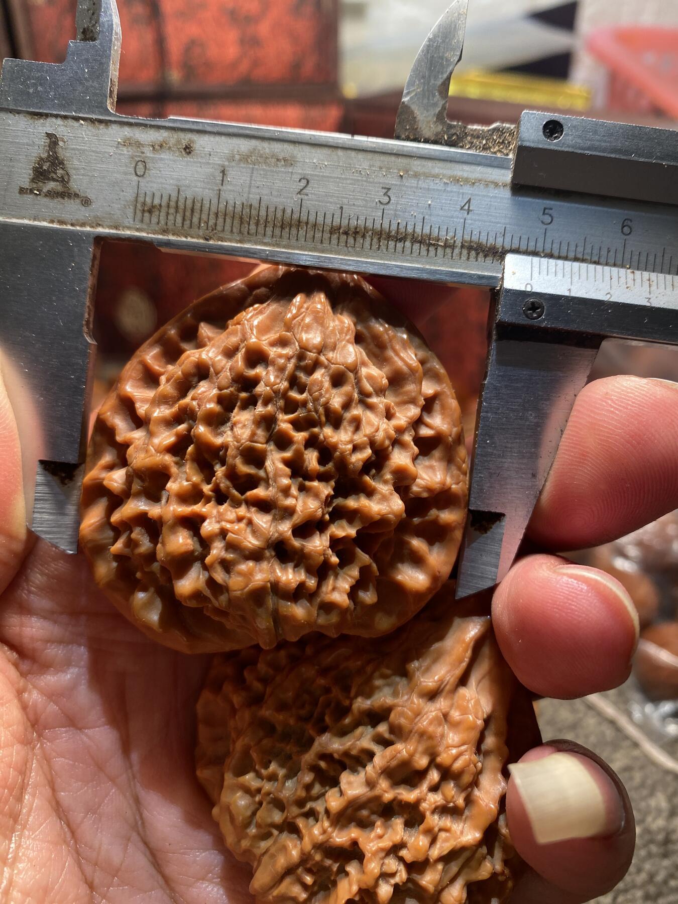 苏州苏工手工核雕放漏价 苏工核雕核桃牌，手把件一对，异型，老农民说是从一个果里出来的，市场非通货，等待有缘人，核色红润，尺寸4。88喜欢的来