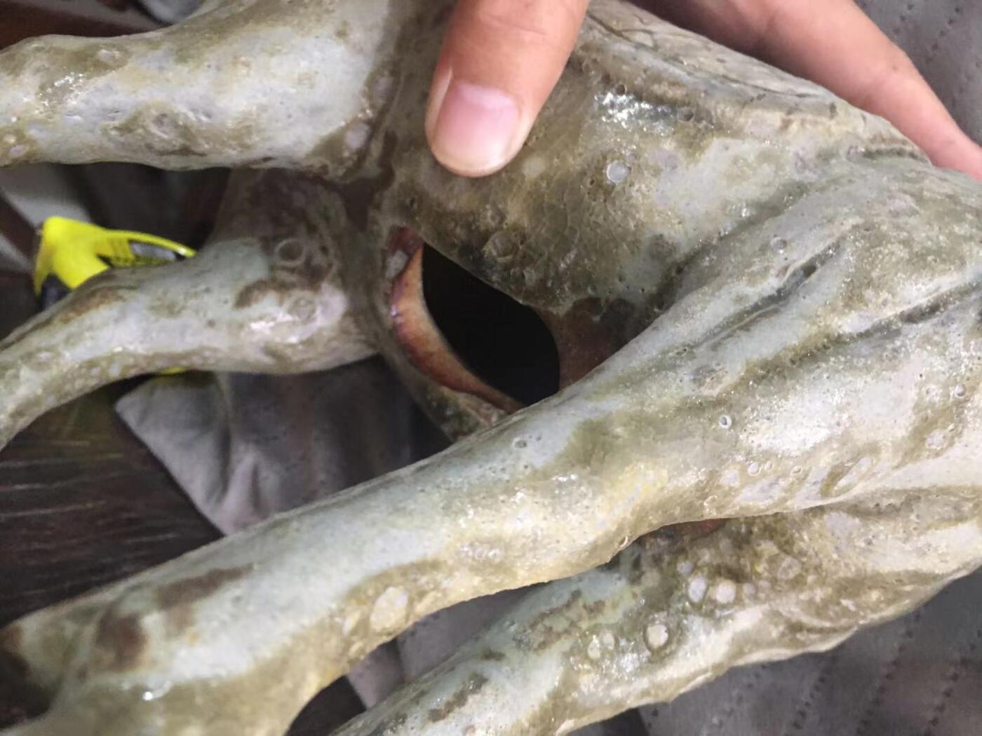 青釉马摆件，生态好，尺寸大，造型漂亮，见图示