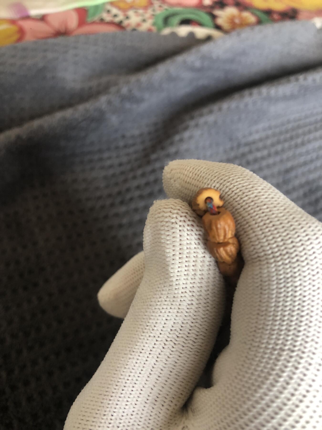 百香籽 百香籽