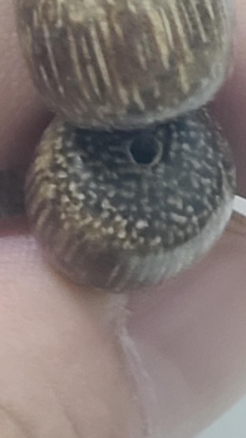 越南芽庄高油白棋手串