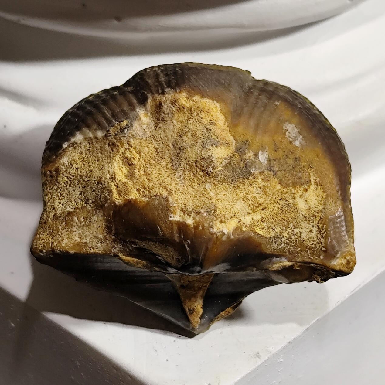 希腊罗马丝路打制币化石【中外钱币放漏】专场！陆小鱼的钱币仓，限时拍卖第073场 全玉化 距今四亿年前 泥盆纪时期的弓石燕贝化石 已经是灭绝的物种 造型独特 像一把弓和燕子的翅膀16g
