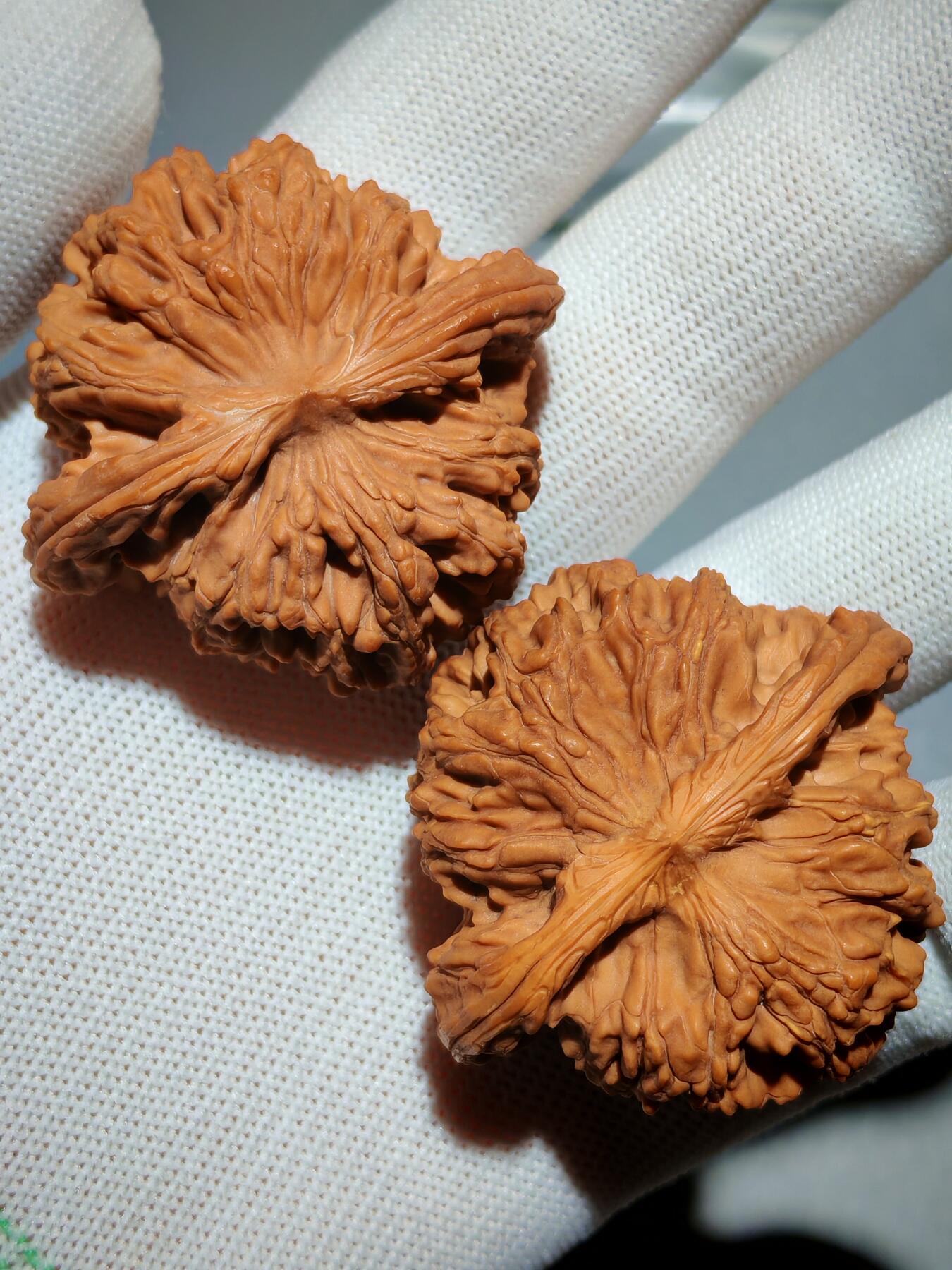 粗筋厚棱狮虎兽核桃(39030)尺寸边46*46肚44*44高31*31mm重量41g