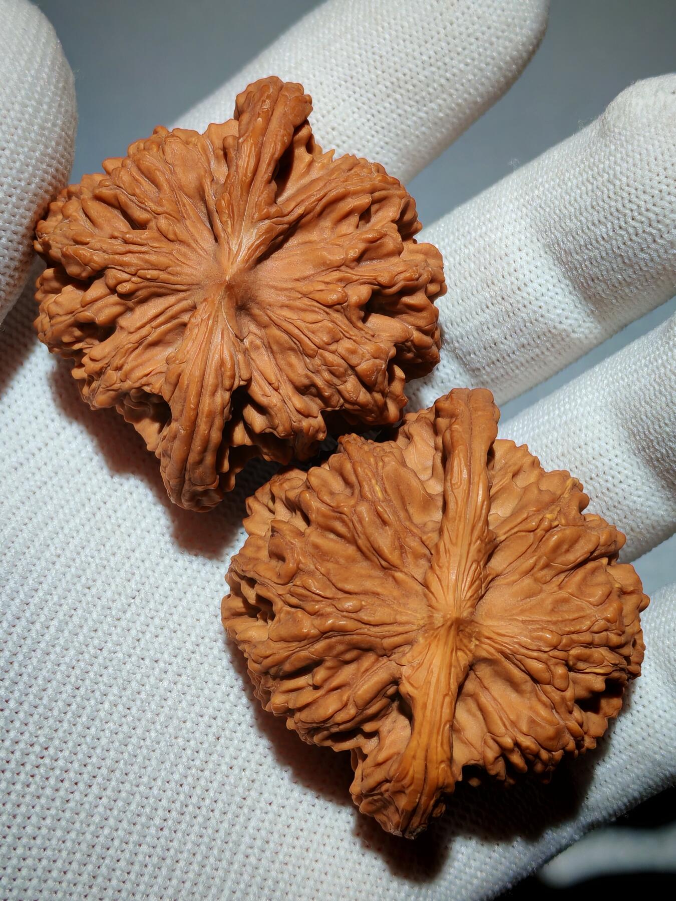 粗筋厚棱狮虎兽核桃(39030)尺寸边46*46肚44*44高31*31mm重量41g