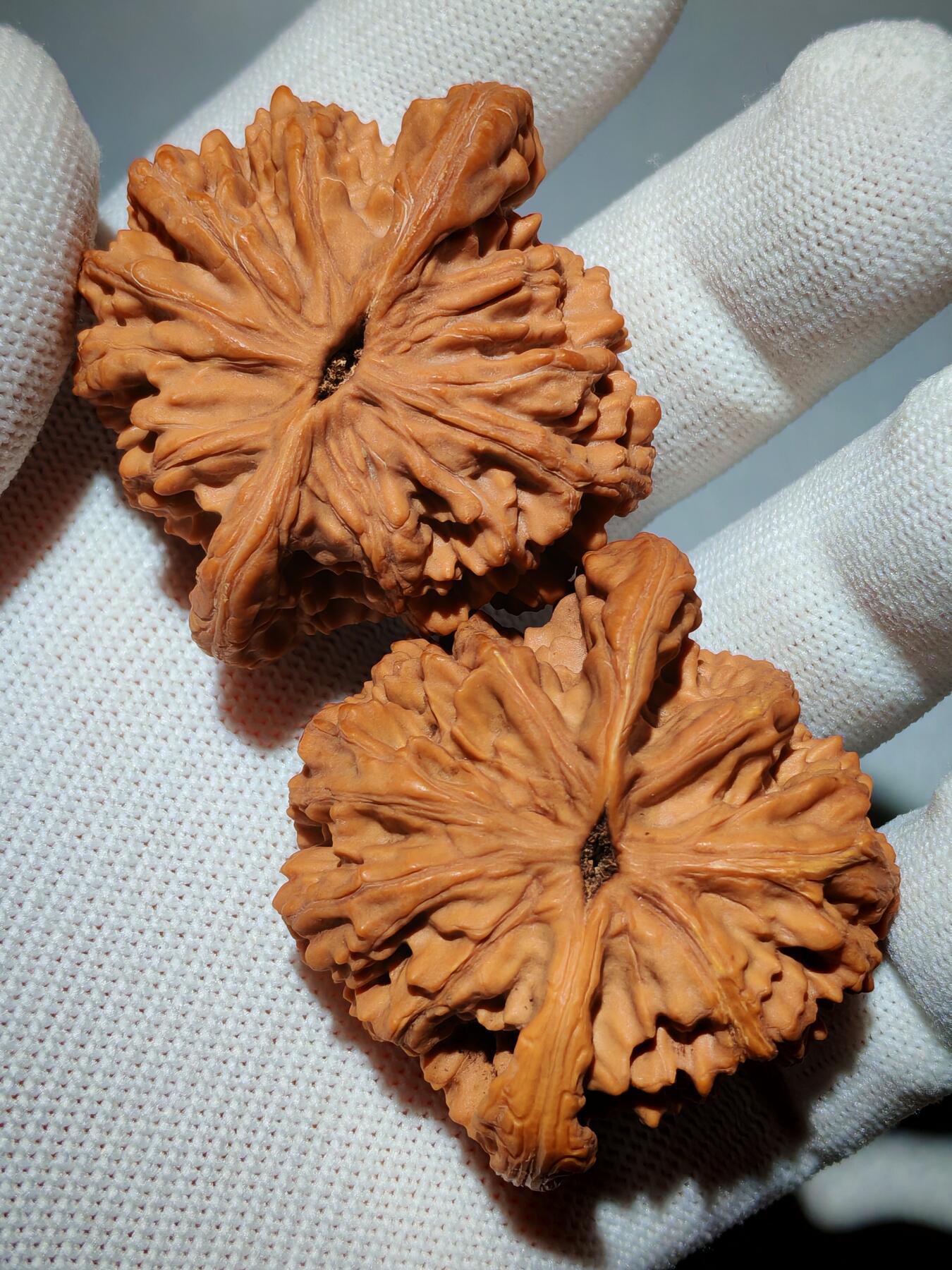 粗筋厚棱狮虎兽核桃(39030)尺寸边46*46肚44*44高31*31mm重量41g