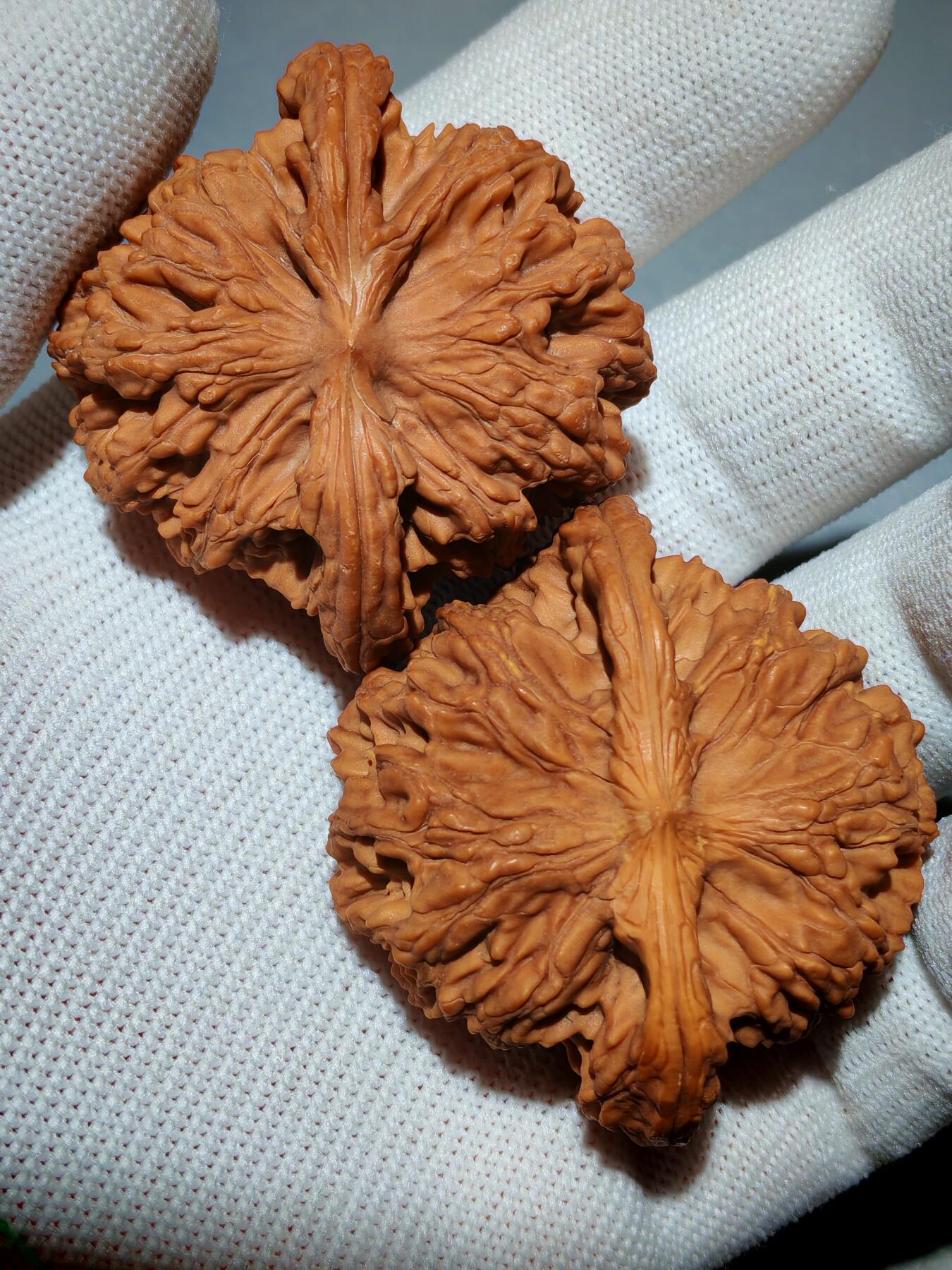 粗筋厚棱狮虎兽核桃(39030)尺寸边46*46肚44*44高31*31mm重量41g