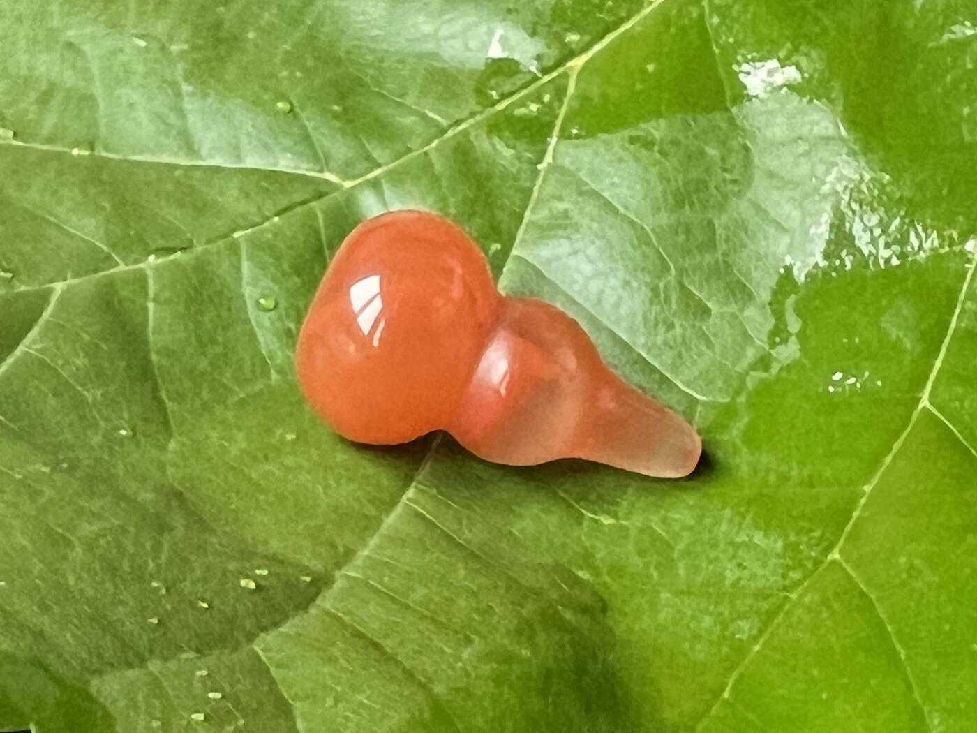 零元拍：南红玛瑙葫芦，纯手工，冰飘满朱砂，尺寸约：大肚 13，小肚 9，高 23，因为拍照环境以及光线的变化，颜色以实物为准。